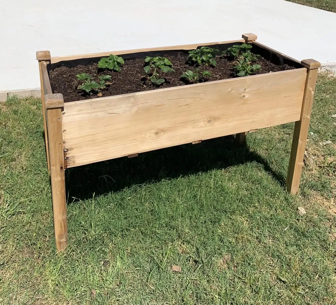 A raised planter box of young strawberry plants in the community garden at Waggin' Tail Ranch RV Resort, Pilot Point, TX