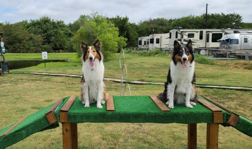 Two collies on the dog agility course · Waggin' Tail Ranch RV Resort, Pilot Point, Texas