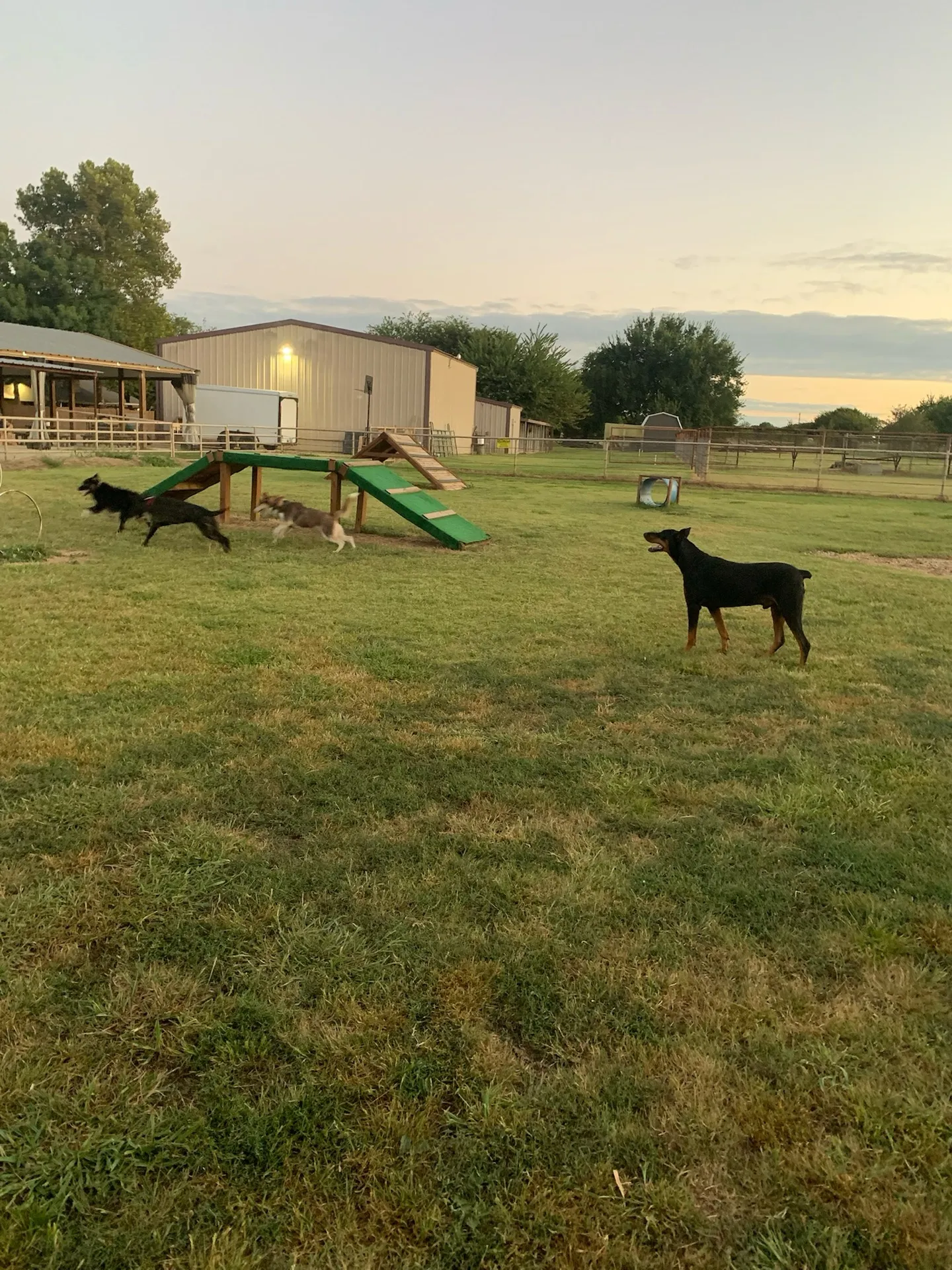 Evening session on the dog agility course · Waggin' Tail Ranch RV Resort, Pilot Point, Texas