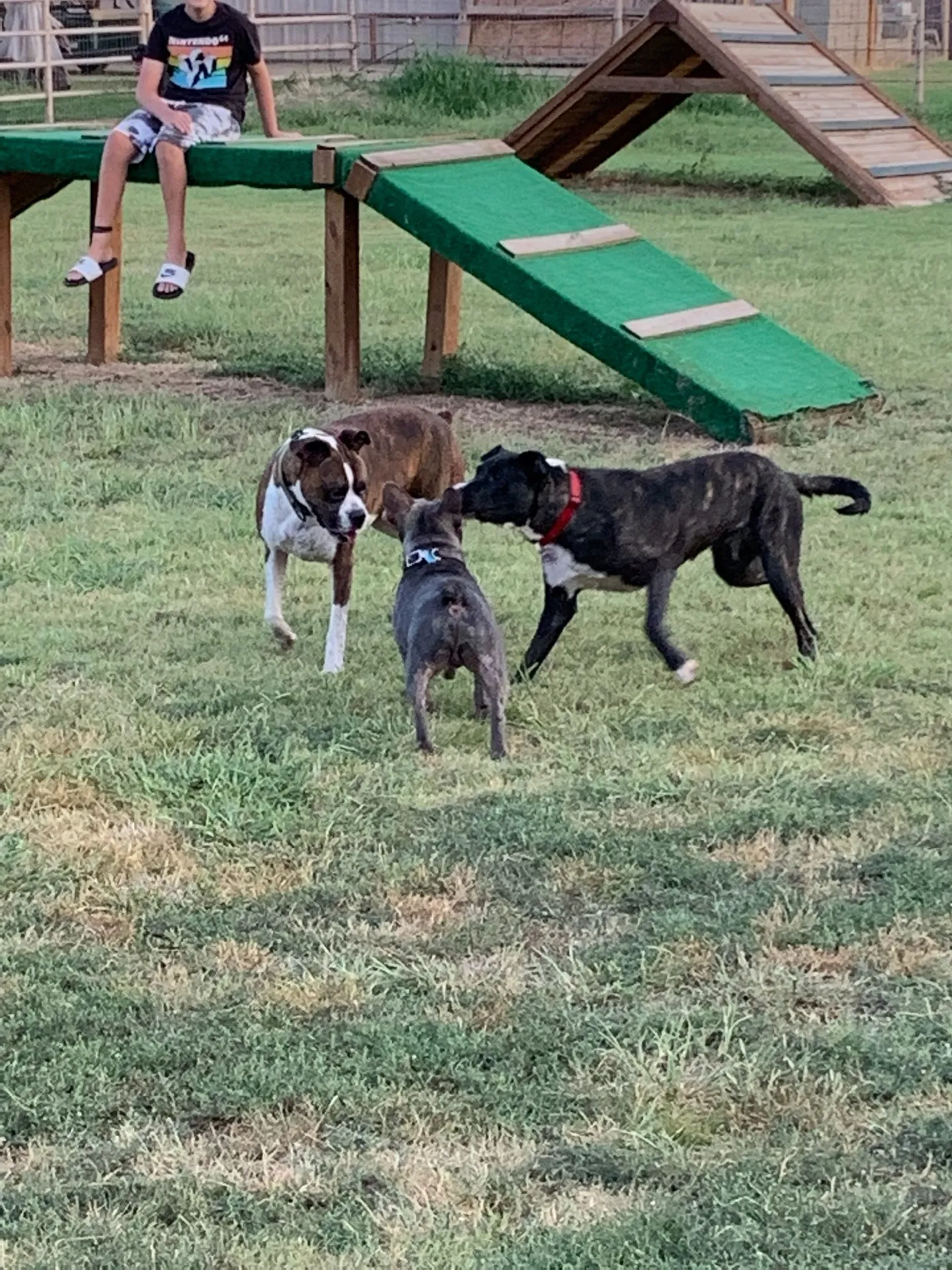 Dogs playing together in the dog park at Waggin' Tail Ranch RV Resort