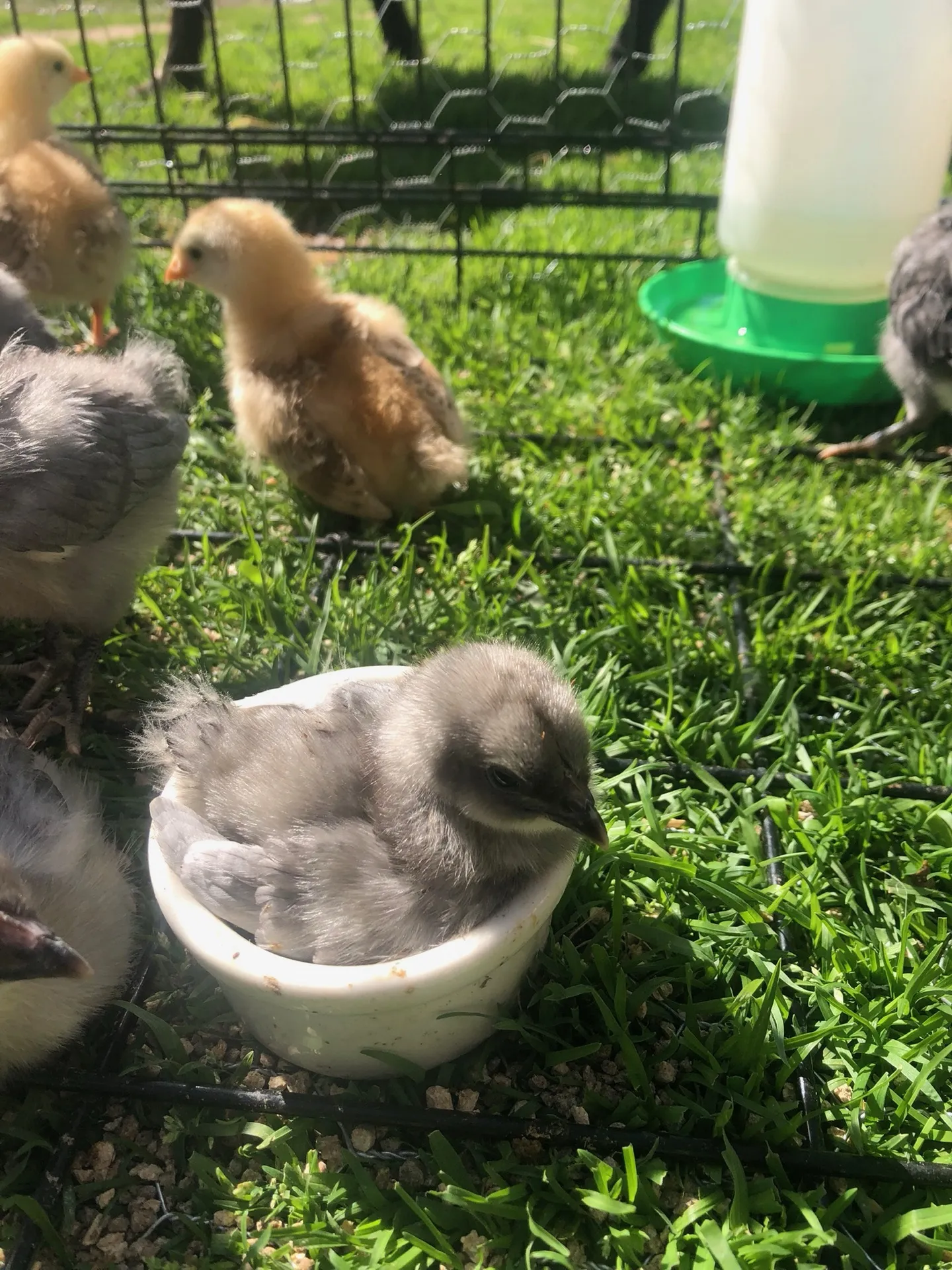 Baby chicks on the grass · Waggin' Tail Ranch RV Resort, Pilot Point, Texas