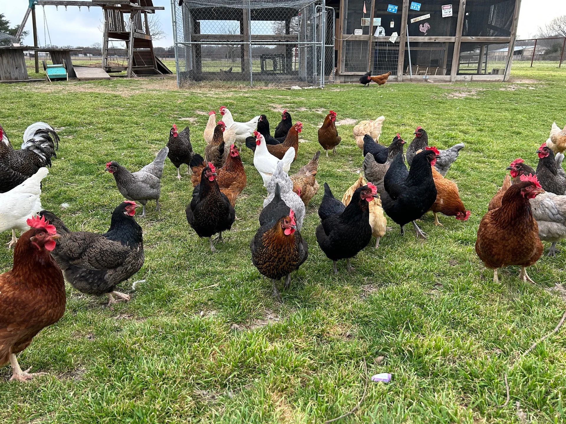 The free-ranging chicken flock on the lawn · Waggin' Tail Ranch RV Resort, Pilot Point, Texas