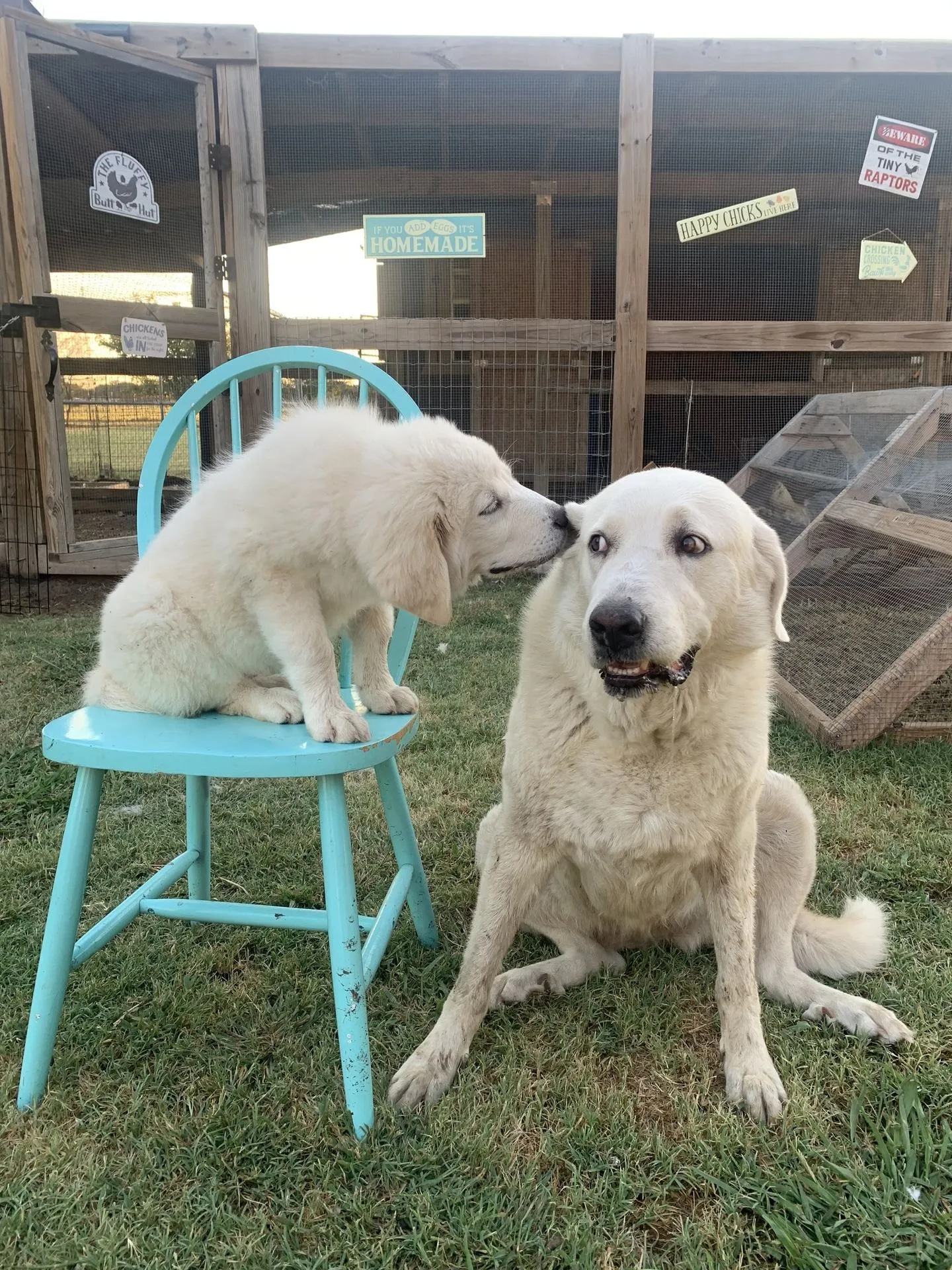 Two ranch dogs by the chicken coop · Waggin' Tail Ranch RV Resort, Pilot Point, Texas