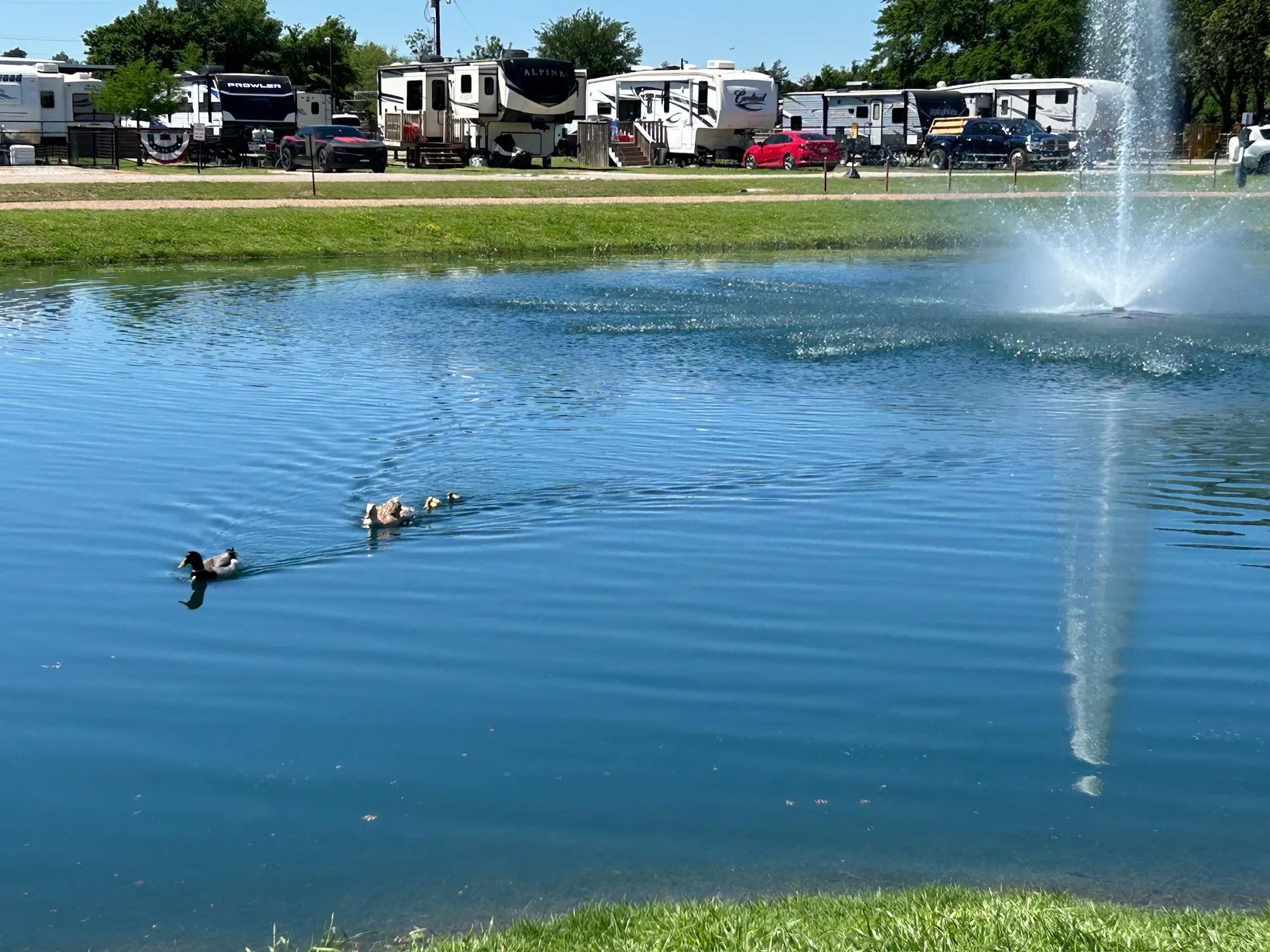 Ducklings paddling past the pond fountain · Waggin' Tail Ranch RV Resort, Pilot Point, Texas