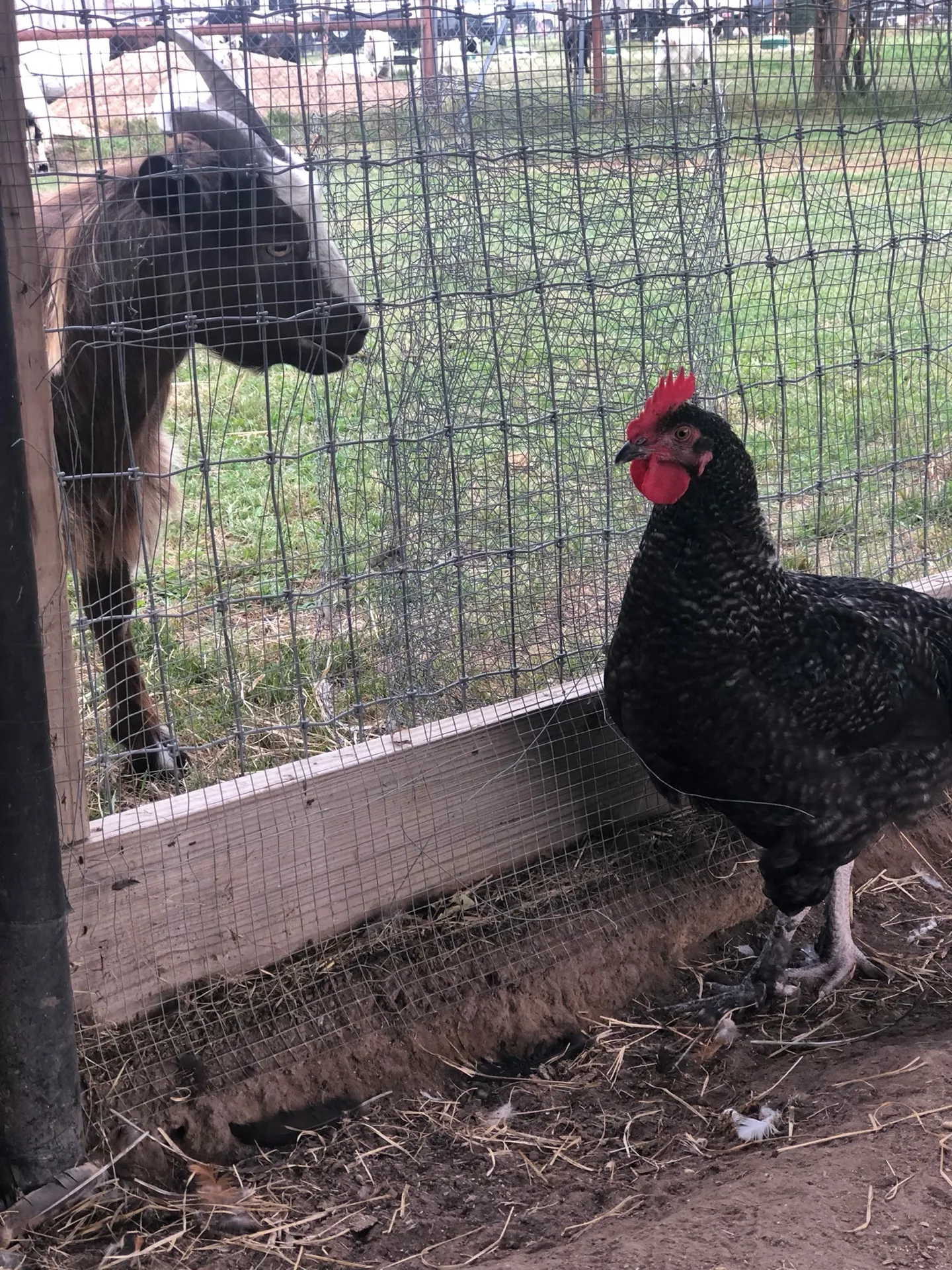 A goat and rooster meeting at the fence · Waggin' Tail Ranch RV Resort, Pilot Point, Texas