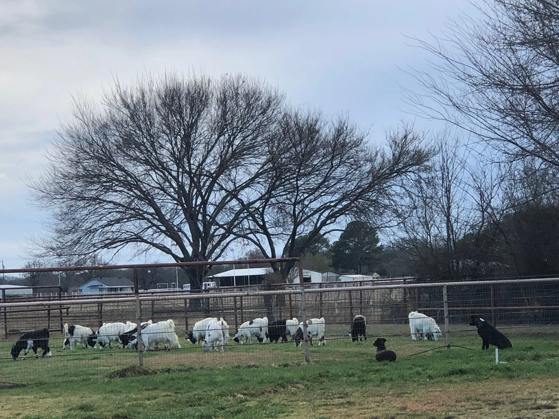 The ranch's goat herd grazing with RV sites beyond · Waggin' Tail Ranch RV Resort, Pilot Point, Texas