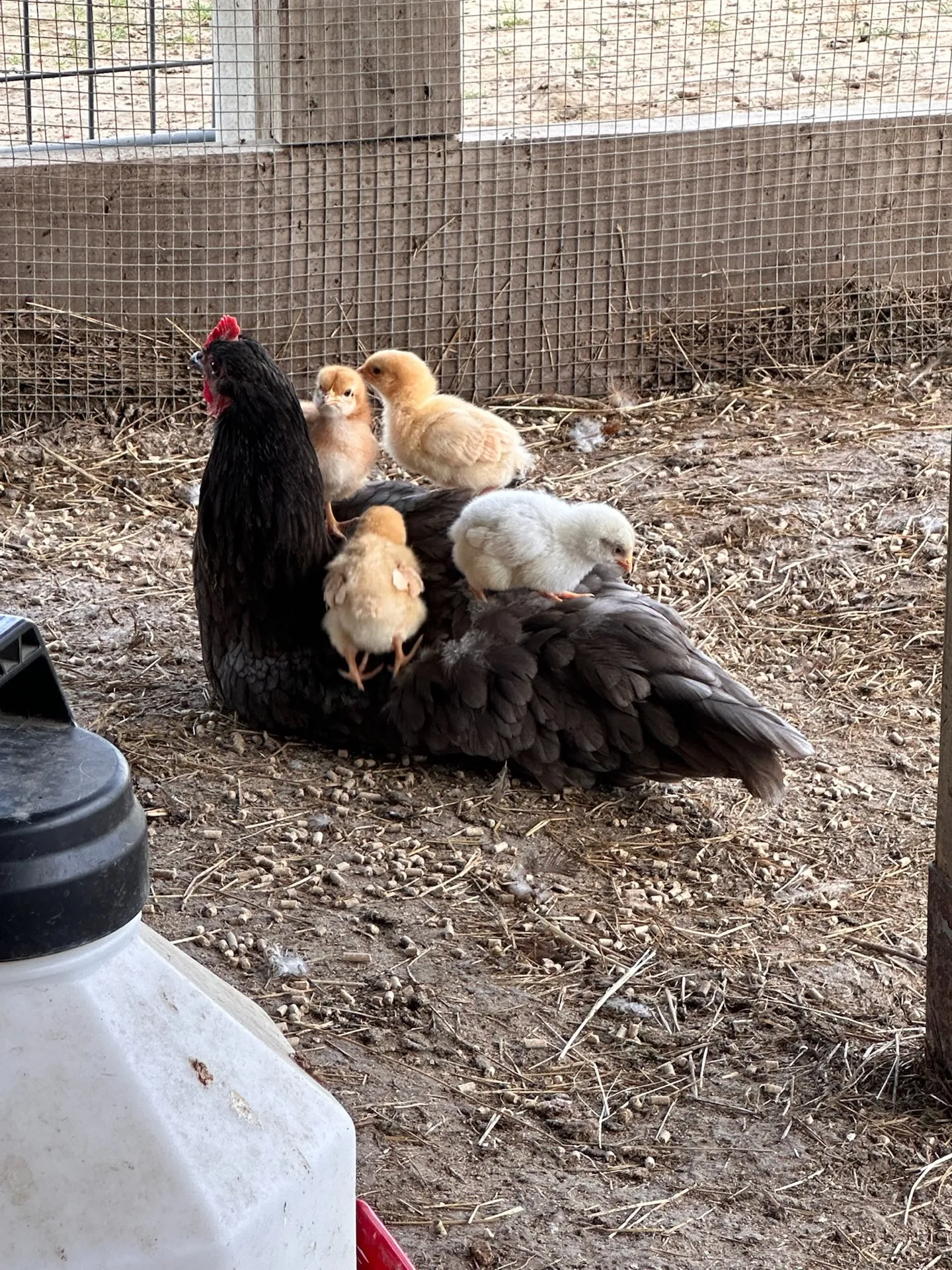 A hen with her new chicks · Waggin' Tail Ranch RV Resort, Pilot Point, Texas
