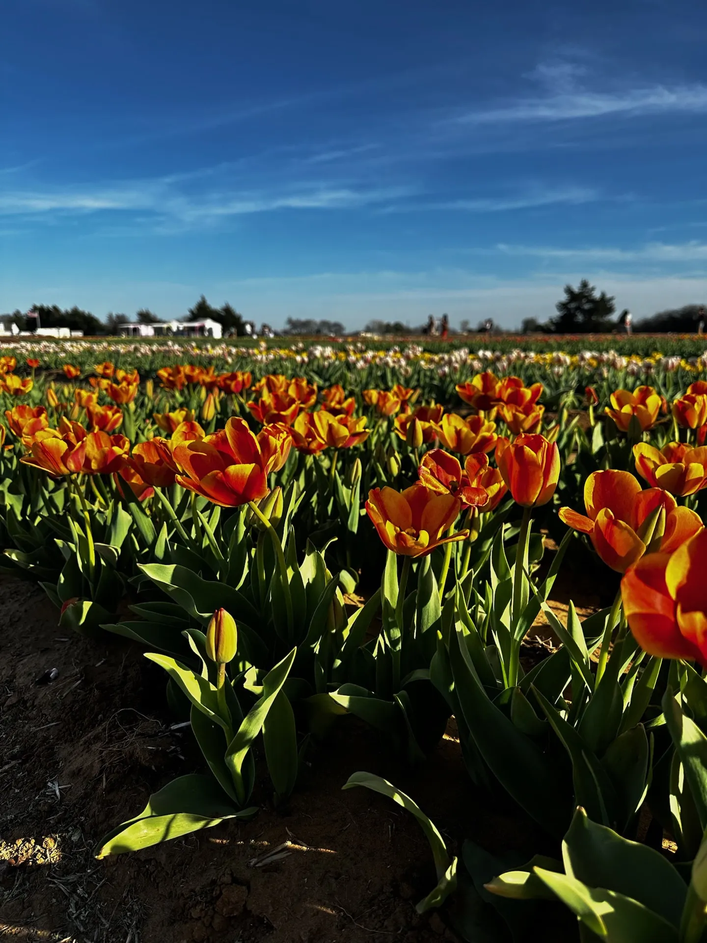 Rows of orange tulips in bloom at Texas Tulips, half a mile up the road · Waggin' Tail Ranch RV Resort, Pilot Point, Texas